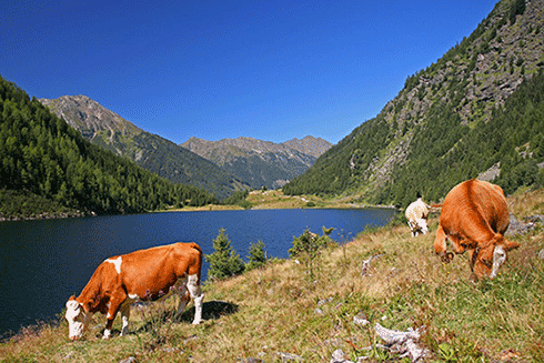 Riesachsee