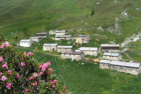 Almrosen-Jagdhausalm1