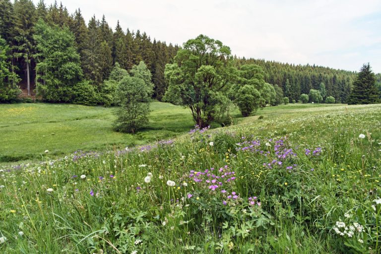 Arnikaweg Frankenwald Tourismus und Marco Felgenhauer