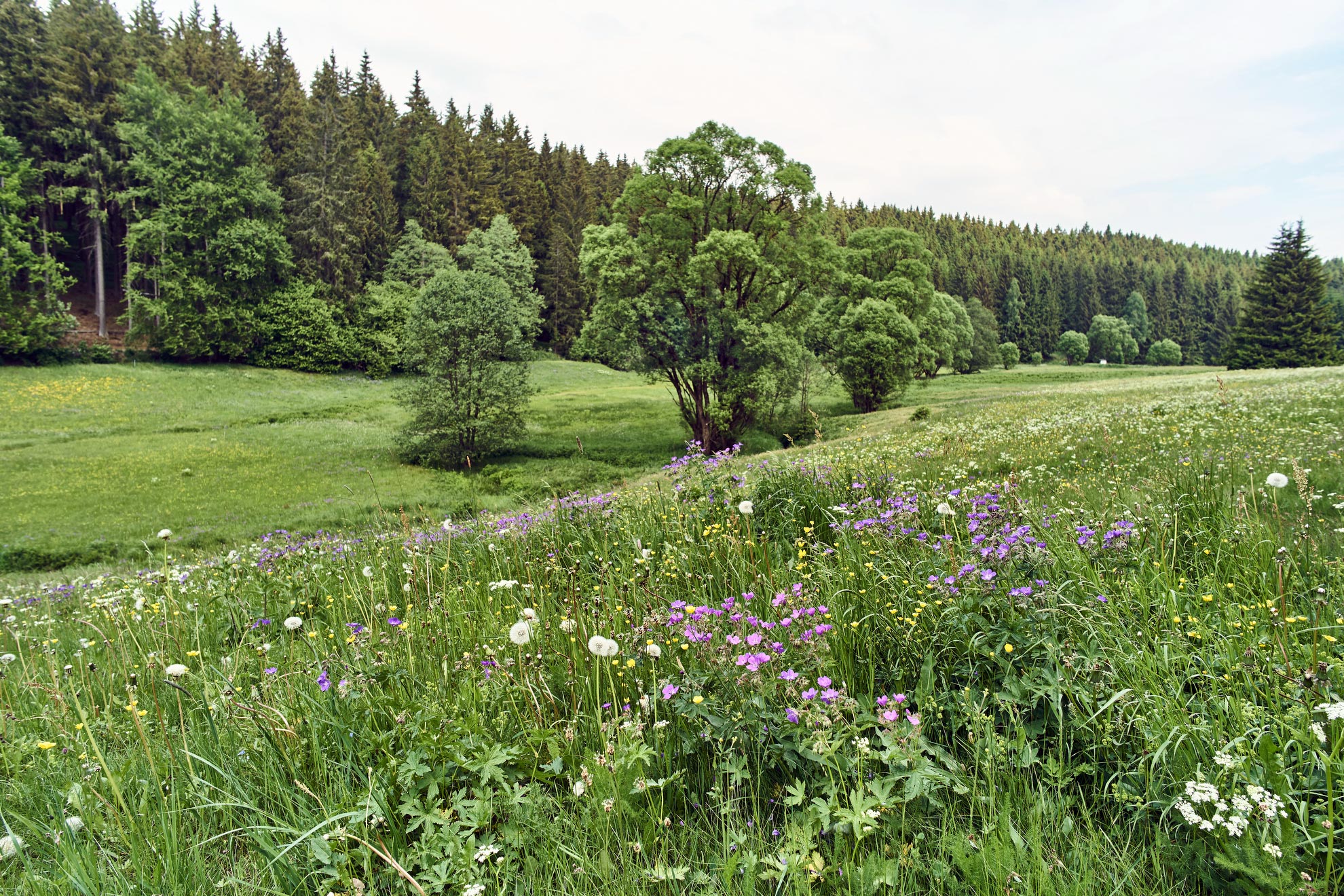 Arnikaweg Frankenwald Tourismus und Marco Felgenhauer