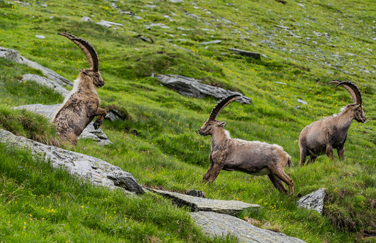 1012 Hohe Tauern Credit Maier Peter