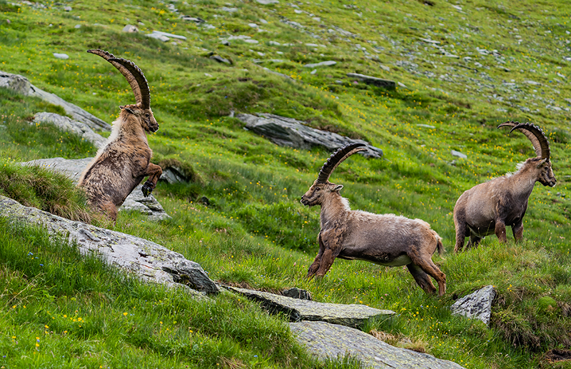 1012 Hohe Tauern Credit Maier Peter