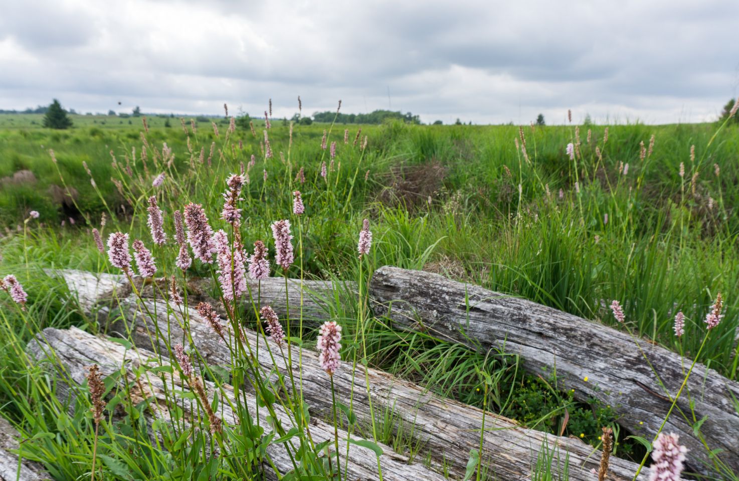 16-GR573-Blumen.jpg