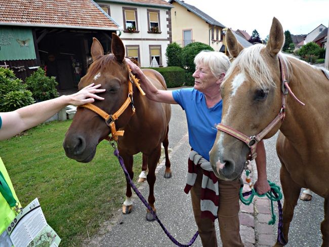Quarterhorses Carla und Jeanette