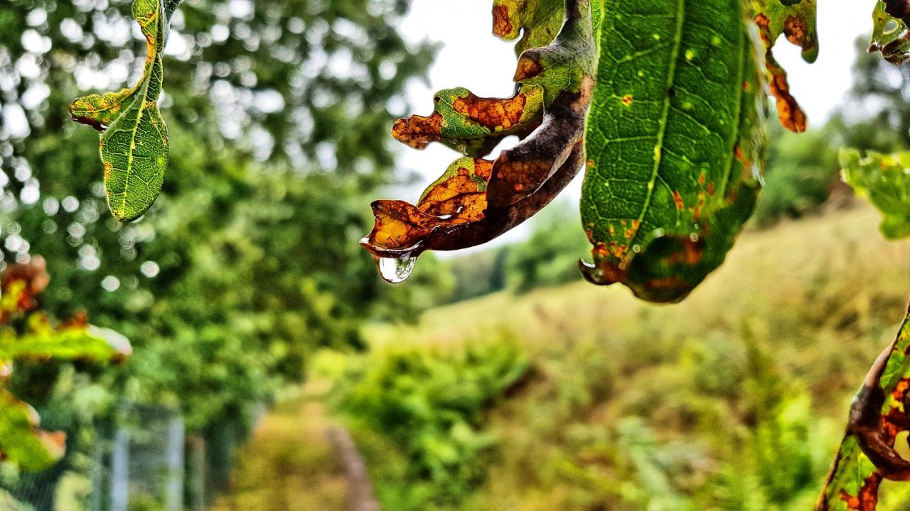 Regentropfen an Blatt
