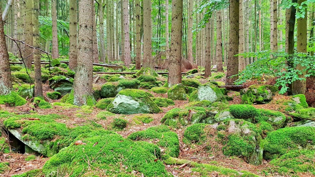 Felsenmehr Räuberland