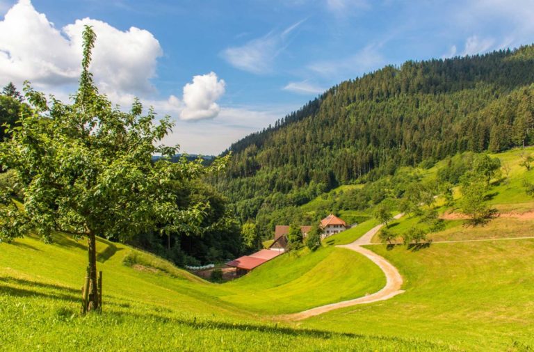 Schwarzwlder-Wandersinfonie_Schwarzwaldsteig_cKTG_Elke-Bitzer-002.jpg